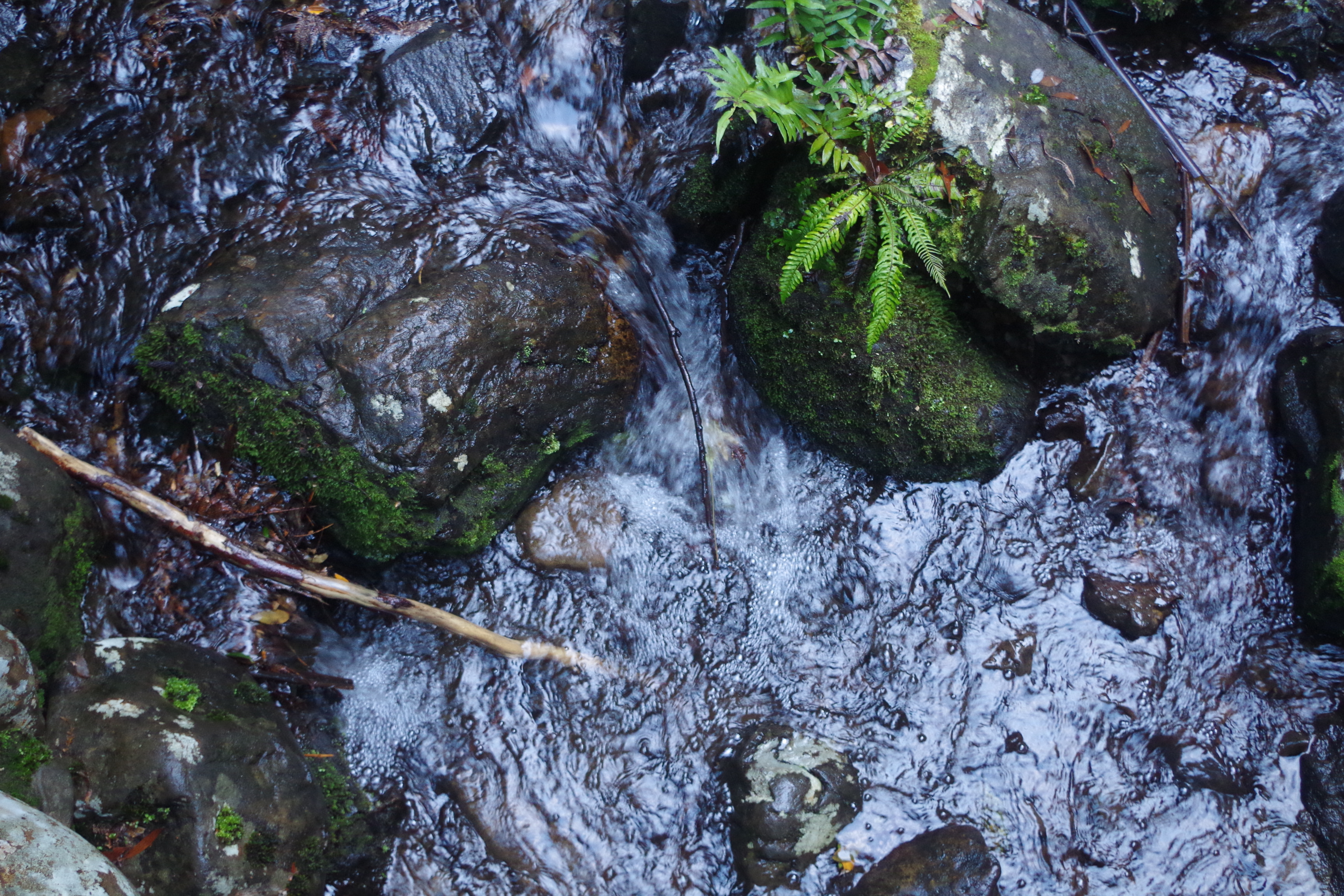 'Bubbling, Rushing, Fresh'