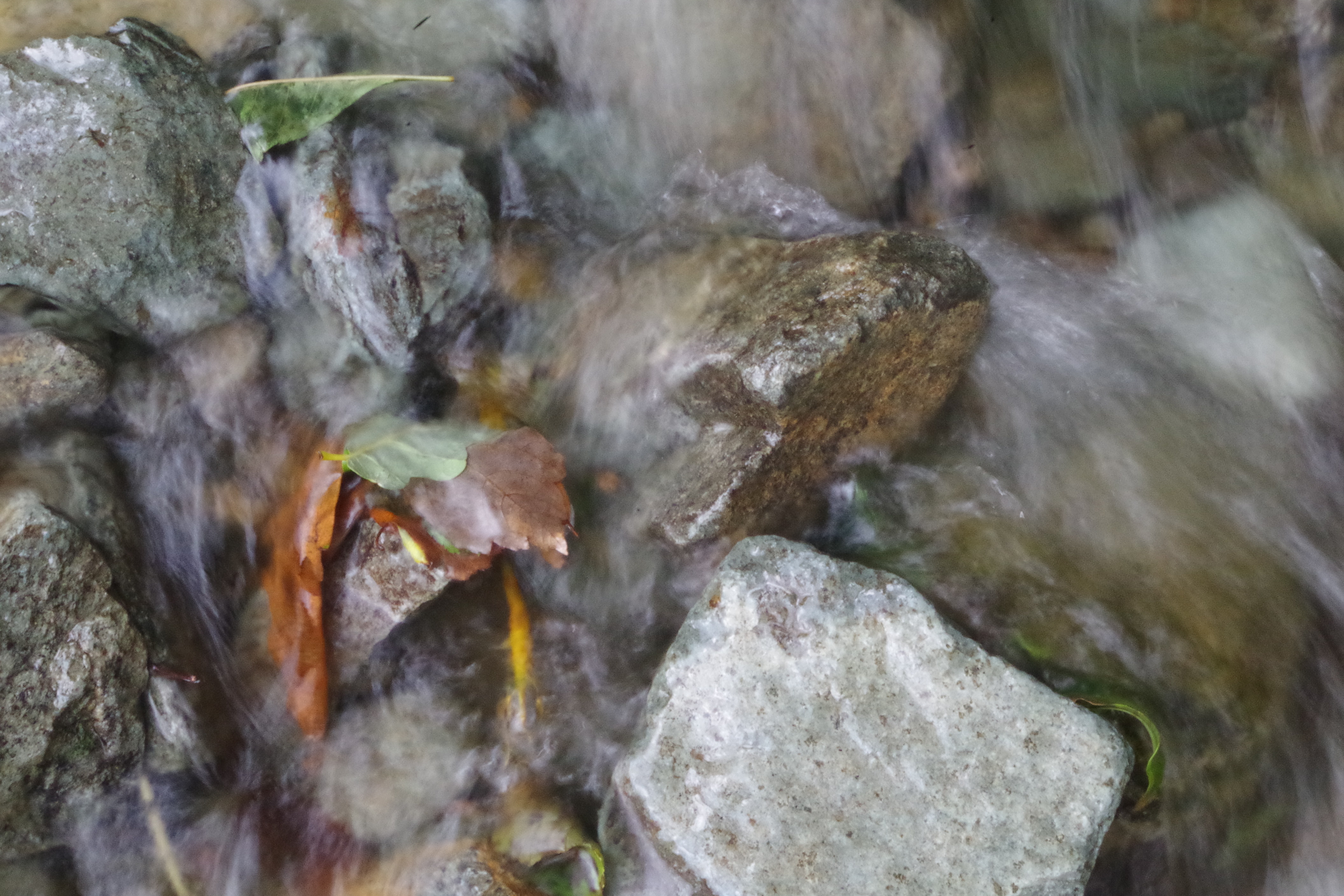 Living Water, Leaves, Rocks, Cumbria
